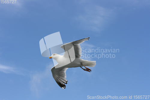 Image of Fliegende Silbermöwe  flying gull  (Larus argentatus) 