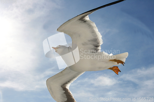 Image of Fliegende Silbermöwe  flying gull  (Larus argentatus) 