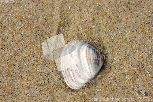 Image of Muschelschale  Seashell 