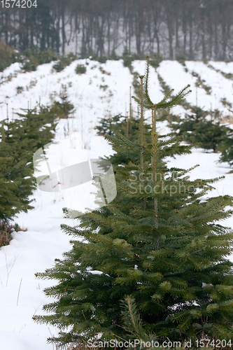 Image of Winterwald  Winter forest