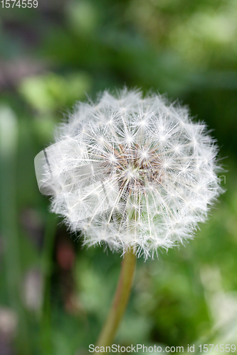 Image of Löwenzahnblüte dandelion  ( taraxacum sect ruderalia) 