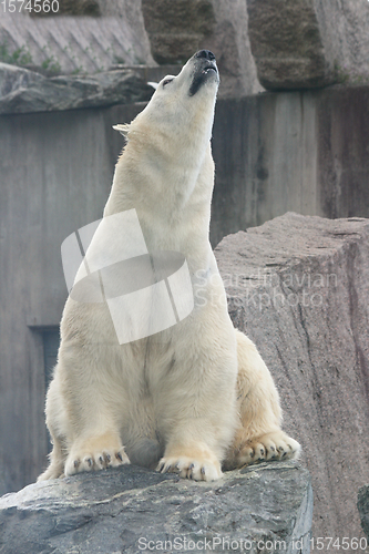 Image of Eisbär   polar bear   (ursus maritimus) 