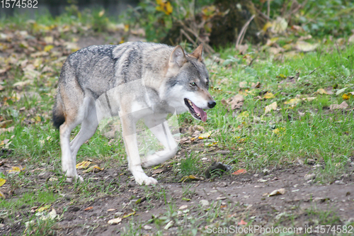 Image of Wolf   (Canis lupus) 