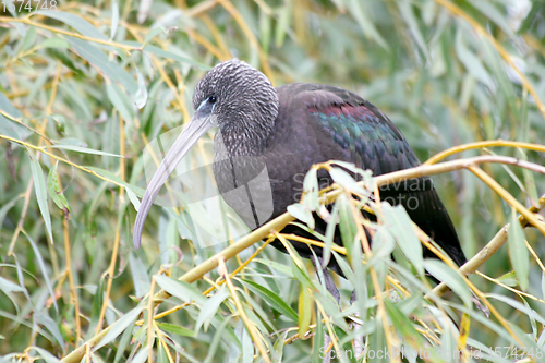 Image of Brauner Sichler   brown glossy ibis   (Plegadis falcinellus) 