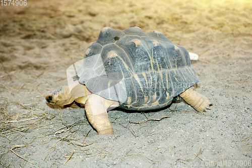 Image of Strahlenschildkröte  Radiated tortoise  (Astrochelys radiata) 