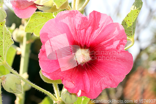 Image of Stockrose rot   hollyhock red  (Alcea rosea) 