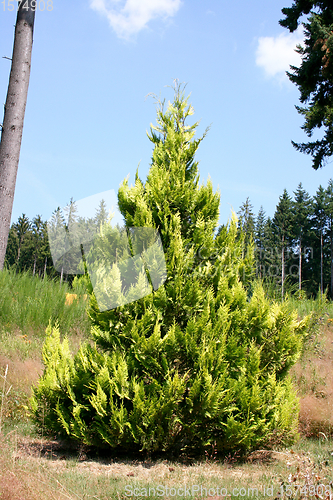 Image of Konifere   conifer 