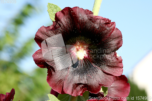 Image of Stockrose rot   hollyhock red  (Alcea rosea) 