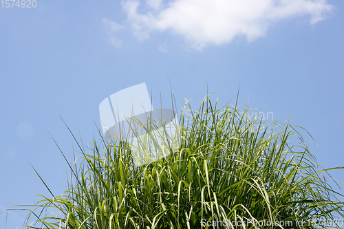 Image of Grün und blau     green and blue 