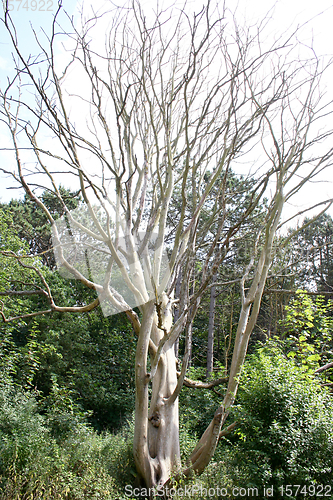 Image of Toter Baum  Dead tree  