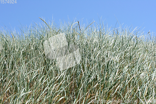 Image of Dünengras  dune grass 
