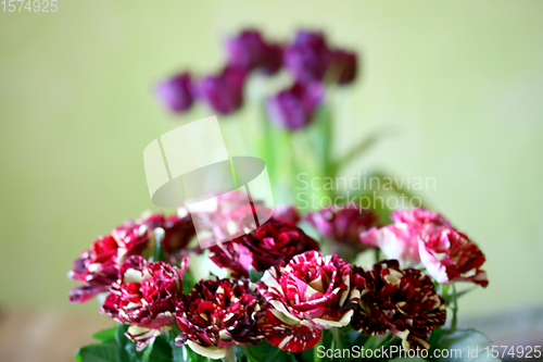 Image of Rote Rosen  Red Roses