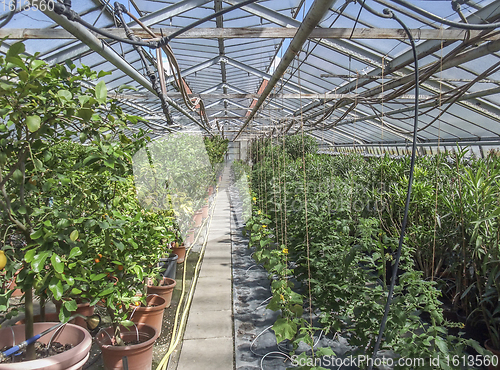 Image of sunny greenhouse scenery