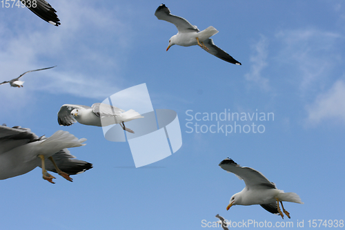 Image of Fliegende Silbermöwe  flying gull  (Larus argentatus) 