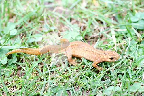 Image of Molch newt  (Triturus) 