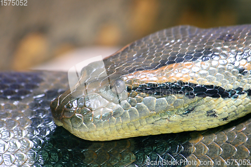 Image of Schlange  snake   (Serpentes) 
