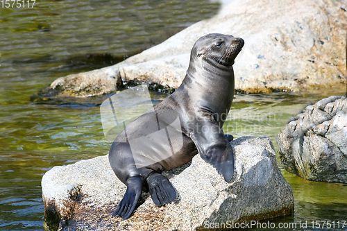 Image of Seehund   harbor seal  (Phoca vitulina) 