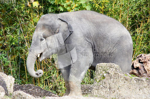 Image of Elefant  Elephant   (elephantidae) 