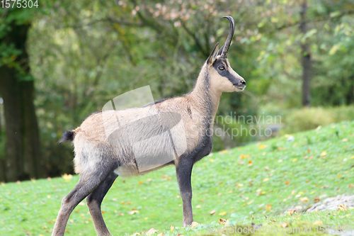 Image of Gämse    Chamois    (Rupicapra rupicapra)  