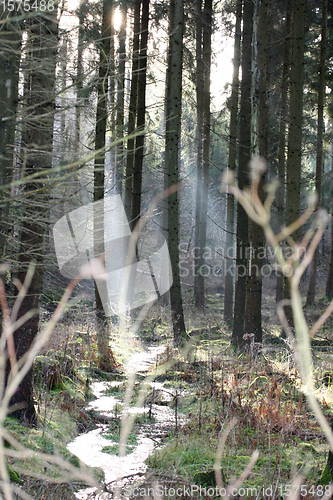 Image of im Wald   at the forest  