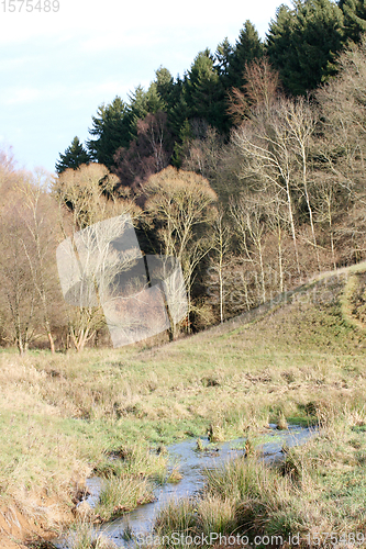 Image of im Wald   at the forest  