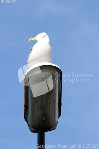 Image of Silbermöwe   gull  (Larus argentatus) 