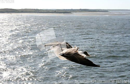 Image of Fliegende Silbermöwe  flying gull  (Larus argentatus) 