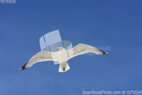 Image of Fliegende Silbermöwe  flying gull  (Larus argentatus) 