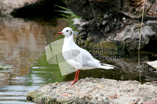 Image of Weißkopflachmöve gull ( Larus novaehollandiae) 