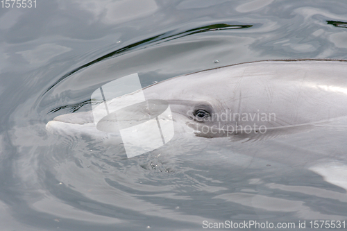 Image of Delphin   Dolphin    (Delphinidae) 