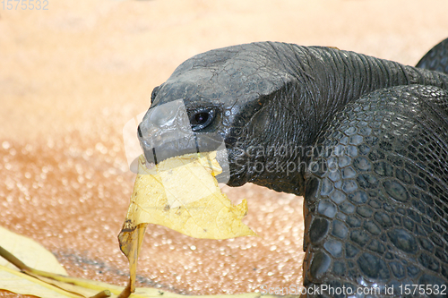 Image of Seychellen-Riesenschildkröte    Seychelles Giant Tortoise  (Aldabrachelys gigantea) 