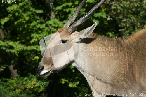 Image of Elenantilope   Eland  (Taurotragus oryx) 