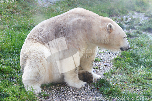 Image of Eisbär   polar bear   (ursus maritimus) 