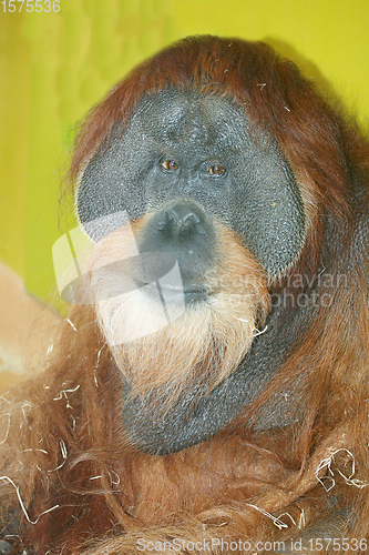 Image of Orang-Utan  Orangutan  (Pongo) 