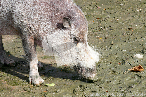 Image of Wildschwein  Wild boar   (Sus scrofa) 