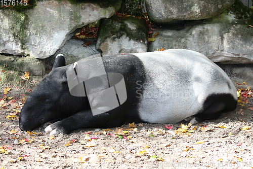 Image of Schabrackentapir  Malaysischer Tapir   Malaysian tapi  (Tapirus indicus)  