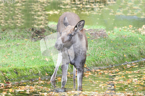 Image of Elch-Kalb  moose calf    (Alces alces) 