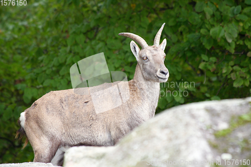 Image of Steinbock  Capricorn   (Capra ibex) 