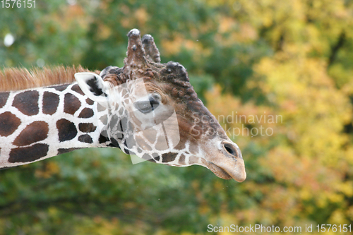 Image of Giraffe (Giraffa camelopardalis)  