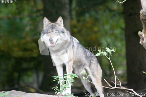 Image of Wolf   (Canis lupus) 