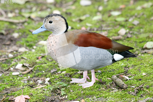 Image of Rotschulterente   Ringed   (Callonetta leucophrys)  