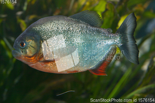 Image of Roter Piranha   Red Piranha   (Pygocentrus nattereri) 