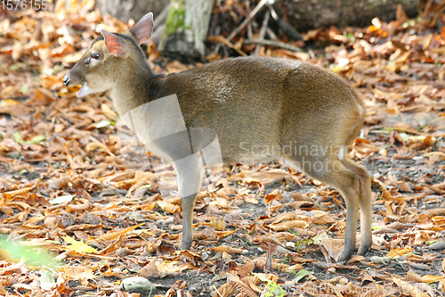 Image of Muntjak   Muntjac  (Muntiacus) 