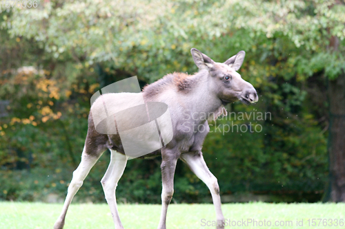 Image of Elch  moose    (Alces alces) 