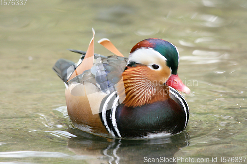 Image of Mandarinente  Mandarin duck  (Aix galericulata)  