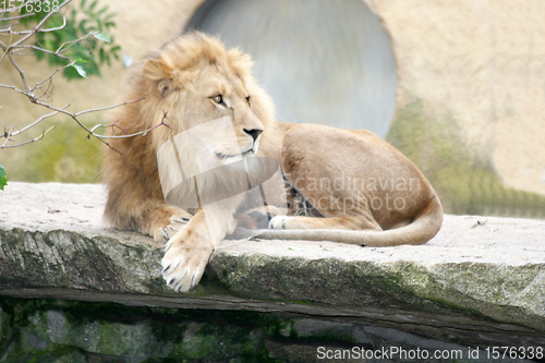 Image of Löwe  Lion (Panthera leo) 