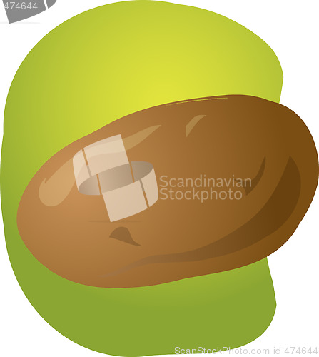 Image of Potato illustration