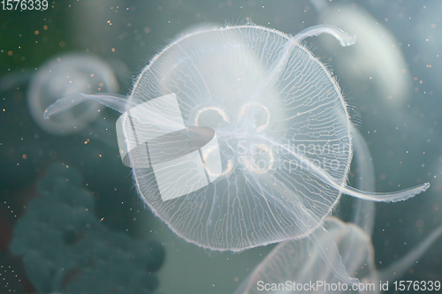 Image of Qualle  Jellyfish  (Cnidaria) 