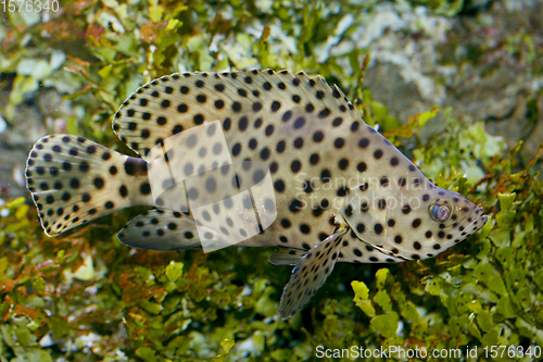 Image of Pantherfisch  Panther fish   (Cromileptes altivelis) 