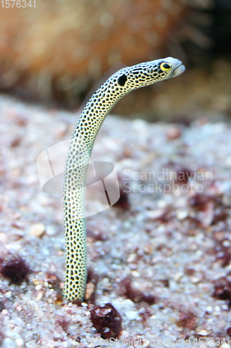 Image of Ohrfleck-Röhrenaal  eel  (Heteroconger hassi) 